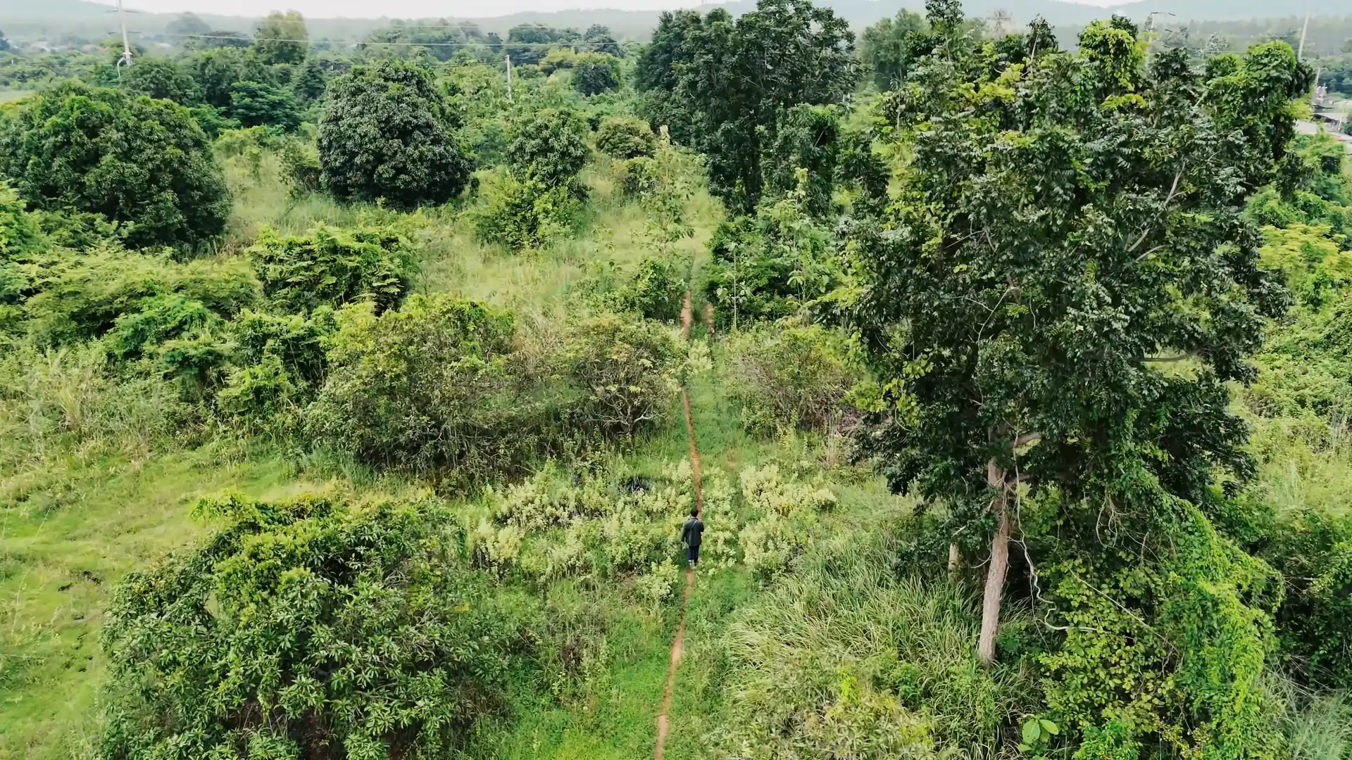 Green Forest